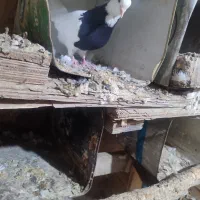 کبوتر طوقی و زاغ|پرنده|یاسوج, |دیوار