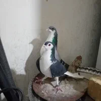 کبوتر دمگیر|پرنده|خمینی‌شهر, |دیوار