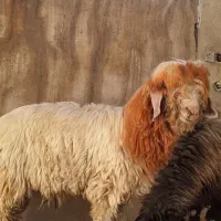 قوچ گله|حیوانات مزرعه|مسجد سلیمان, |دیوار