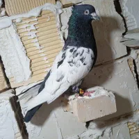 کبوتر