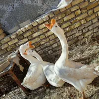 ۵عددقوی سفیدنرفروشی