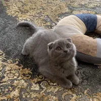 گربه اسکاتیش فولد (بلو)اصیل