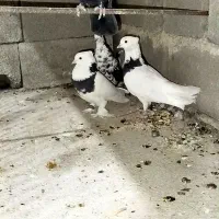 سینه سیاه ماده|پرنده|آبدانان, |دیوار