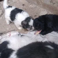 سگ ژرمن وپاکوتا برای واگذاری
