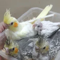 جوجه عروس هلندی|پرنده|مشهد, آزادشهر|دیوار