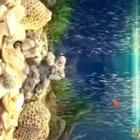آکواریم ،با تمام تجهزات