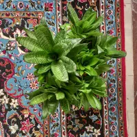 دو گلدان پر از گل های سانسوریا پا کوتاه|گل و گیاه طبیعی|کرمانشاه, |دیوار