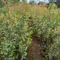 نهال اوکالیپتوس بااصلاح ریشه نایلیکس|گل و گیاه طبیعی|مزرعه کتول, |دیوار