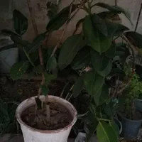 فروش گل و نهال|گل و گیاه طبیعی|شیراز, دارالرحمه|دیوار