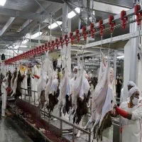 چند نگهبان برای نگهبانی کارخانه