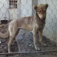 سگ ماده|سگ|آشخانه, |دیوار