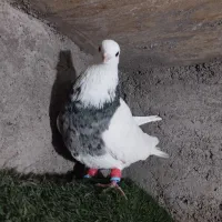 کبوتر طوقی|پرنده|دزفول, |دیوار