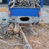 خرید چوب درخت.استهبان
