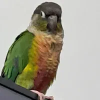 طوطی گرینچیک فول رام