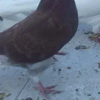 شازده کبوترپرنده