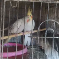 طوطی عروس نروماده باجوجه