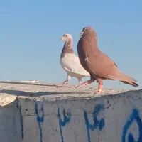 کفتر سرخ کرمونی|پرنده|سبزوار, میدان بار|دیوار