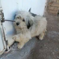 سگ شیتزو|سگ|زرند, |دیوار