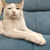 واگذاری گربه