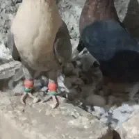 نر ماده موشی