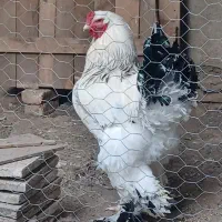 تخم مرغ برهما