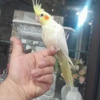 عروس هلندی نر ماده و دونخور لوتینو دستی