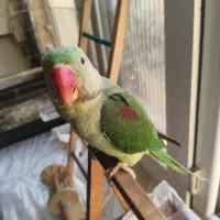 جوجه شاه طوطی شاه تخم نر