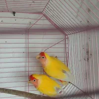 طوطی برزیلی دم قرمز