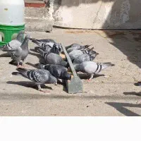 فروش ۱۳عدد پلاکی ماده مسافتی