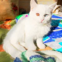 گربه ماده اسکاتیش چشم دو رنگ خشکل