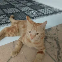 گمشده در محدوده بهاران