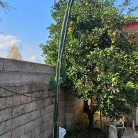 کاکتوس درختی|گل و گیاه طبیعی|شلمان, |دیوار