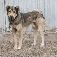 ۳ تا سگ نگهبان