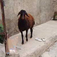 بره ماده افشار