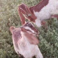 فروش دوتا کهره ماده جفت دوقلو