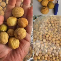 لیمو امانی فله