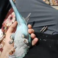 طوطی راهب آبی رام دستی|پرنده|اهواز, شهرک نفت|دیوار