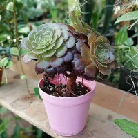 برای بهبود گیاهت یه کود با ارزش میخوای .