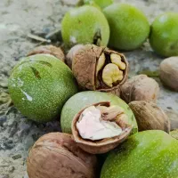 گردو صادراتی|عمدهفروشی|تهران, نمایشگاه بین المللی|دیوار