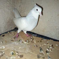 طوق آبی ابری نر