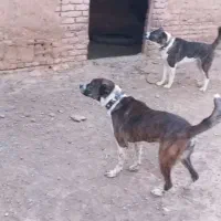سگ گله