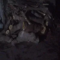 خرید چوب باغی