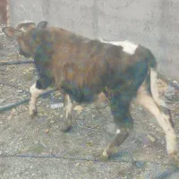 گوساله نر 2راس
