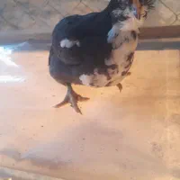 فروش جوجه گلین ۳۵ روزه|حیوانات مزرعه|قائمشهر, |دیوار