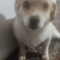 این سگ ماده هست دوسالشه سالم سالم هست|سگ|مهاباد (آذربایجان غربی), |دیوار