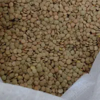 عدس درشت بوجاری شده دشت مغان ۱۷۰