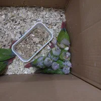 جوجه سرلاکی گرینچیک