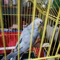 یک عدد عروس هلندی سالم و سرحال