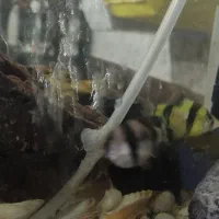 ماهی زینتی|ماهی|قزوین, |دیوار