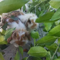 خرگوش لوپ ماده|موش و خرگوش|مینودشت, |دیوار
